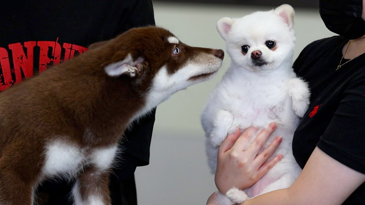 youtube-thumbnail