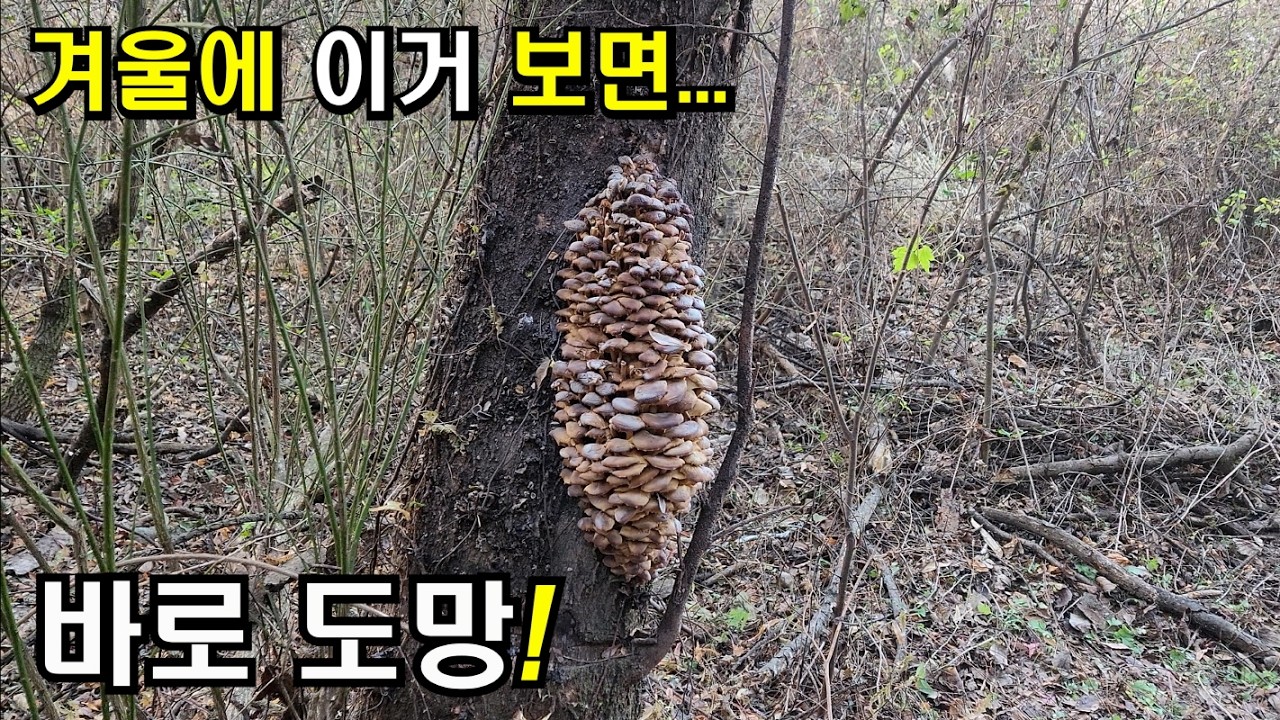 youtube-thumbnail