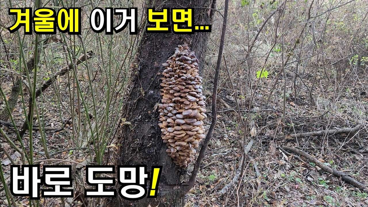 youtube-thumbnail