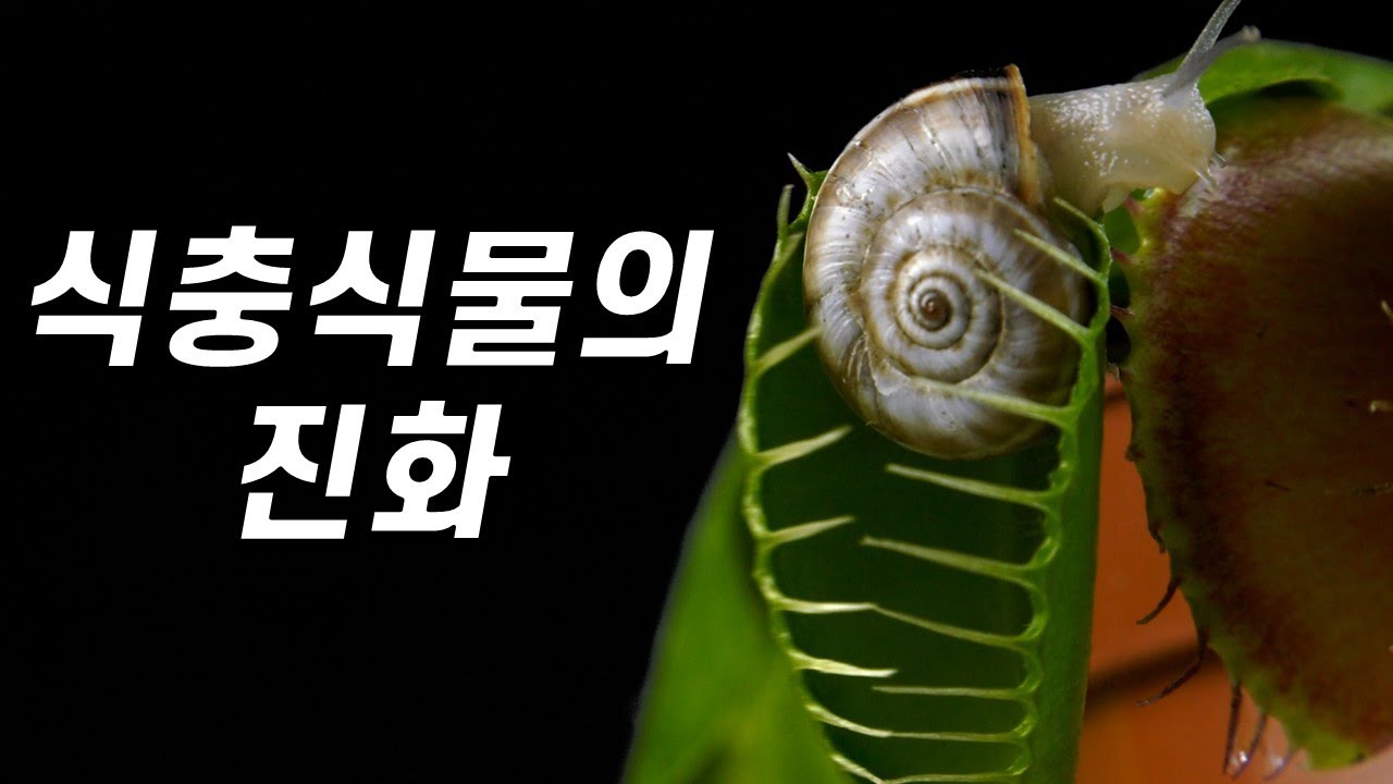 youtube-thumbnail