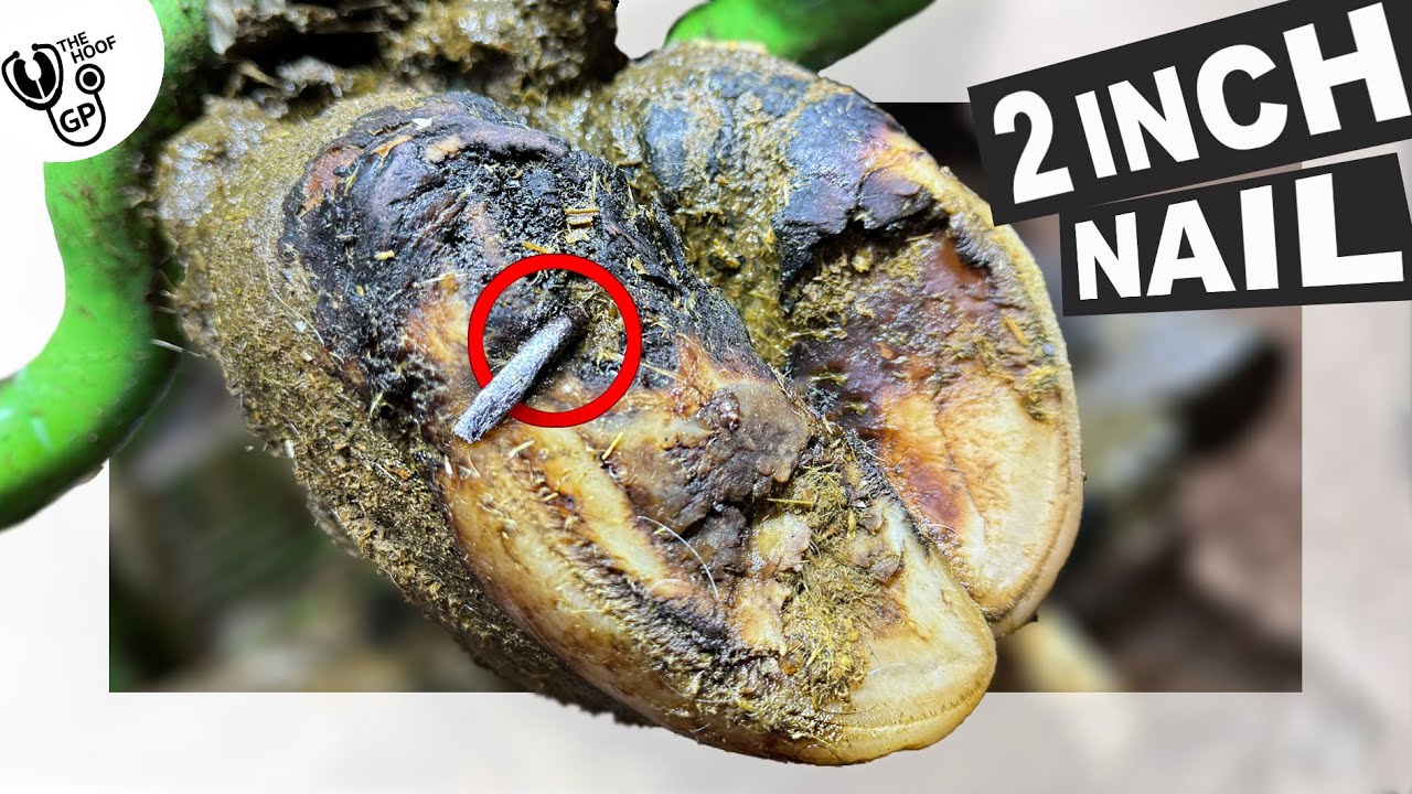 youtube-thumbnail