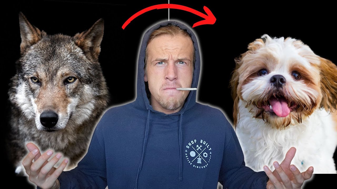 youtube-thumbnail
