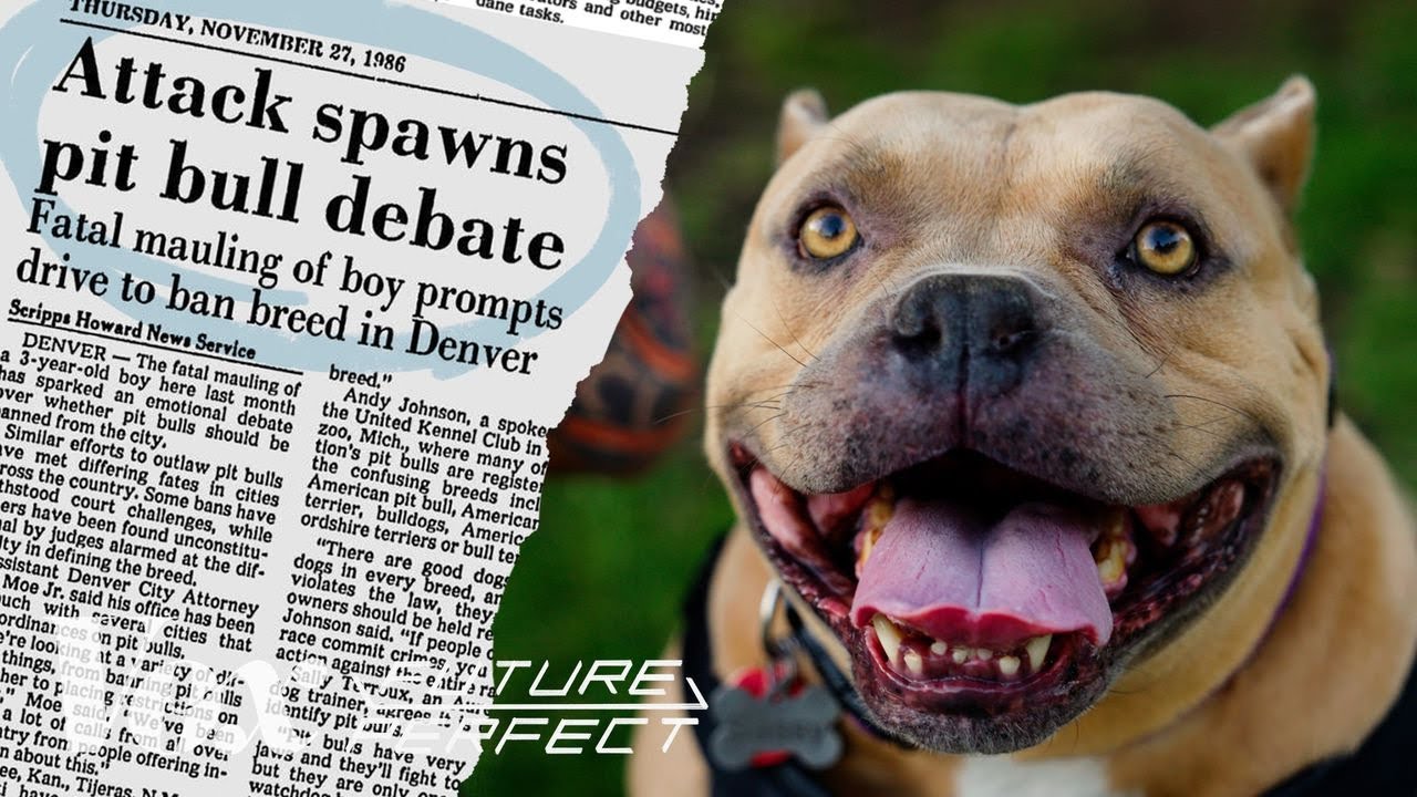 youtube-thumbnail