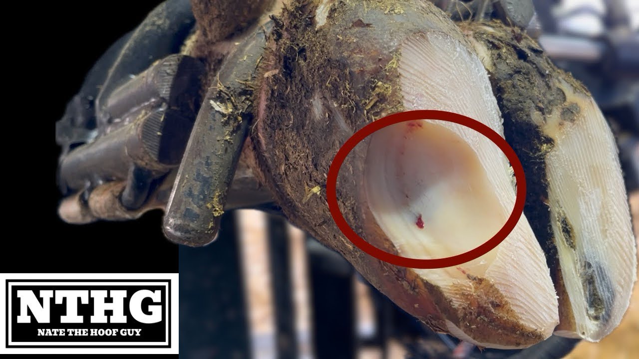 youtube-thumbnail