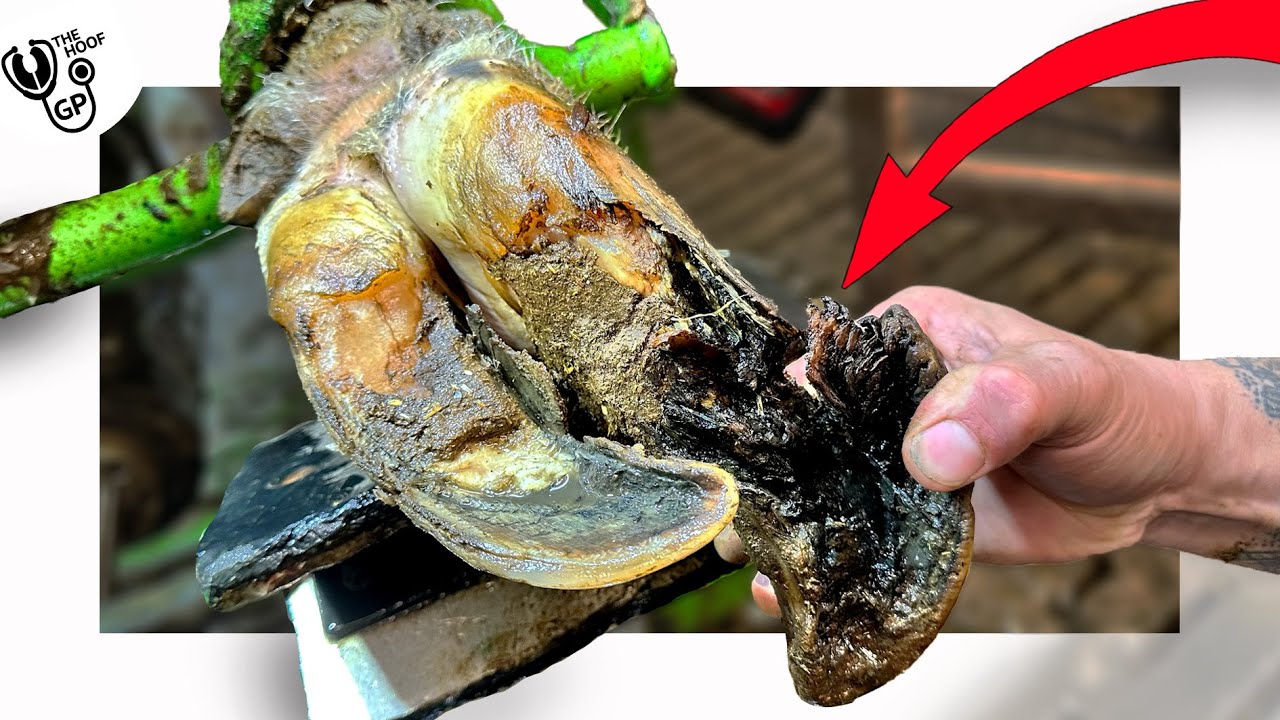 youtube-thumbnail