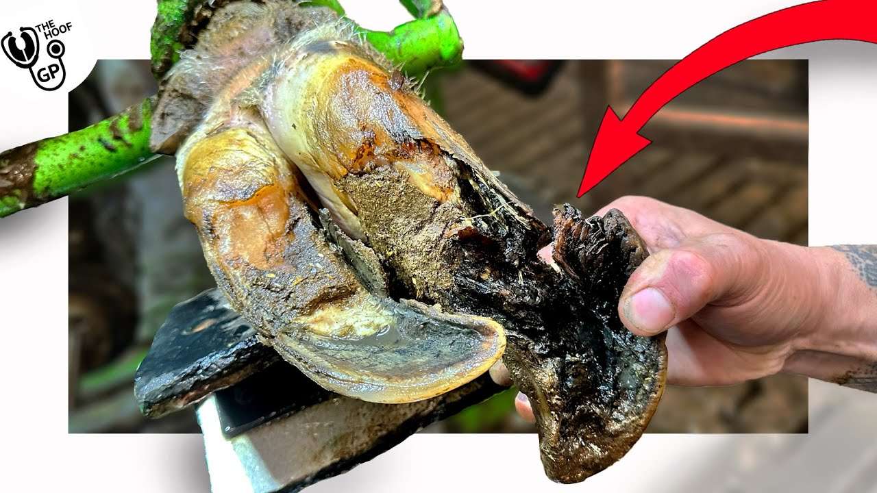 youtube-thumbnail