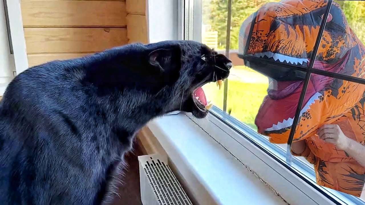 youtube-thumbnail