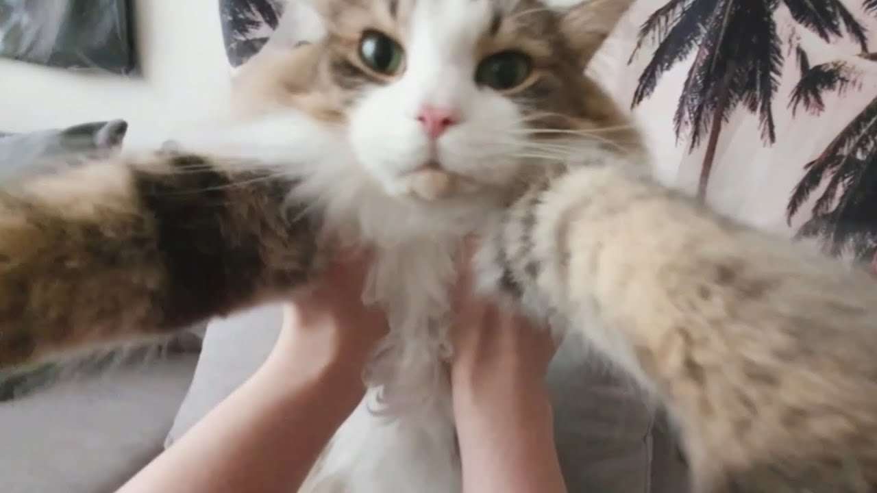 youtube-thumbnail