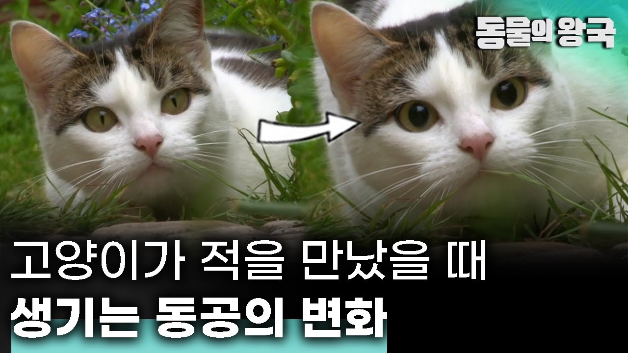 youtube-thumbnail
