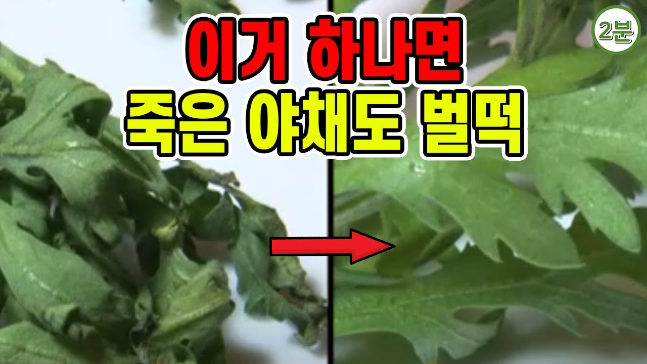 youtube-thumbnail