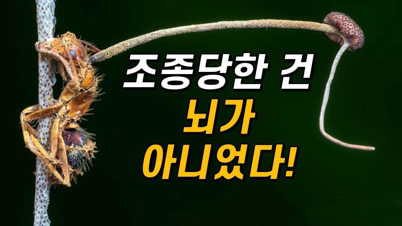 youtube-thumbnail