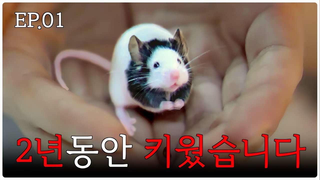 youtube-thumbnail