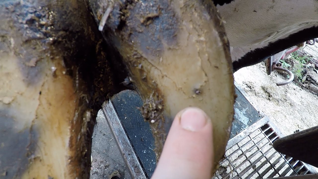 youtube-thumbnail