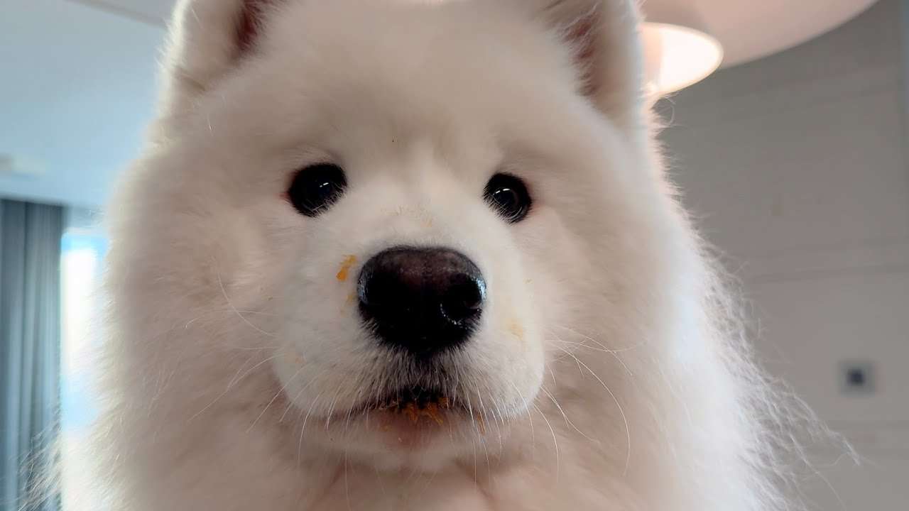youtube-thumbnail