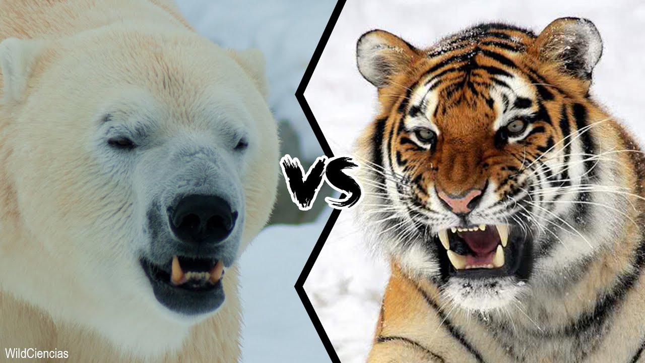 youtube-thumbnail