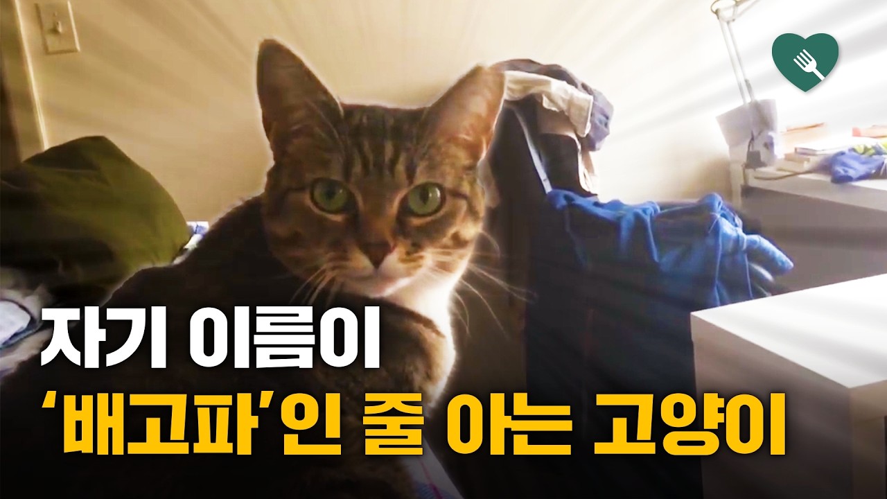 youtube-thumbnail