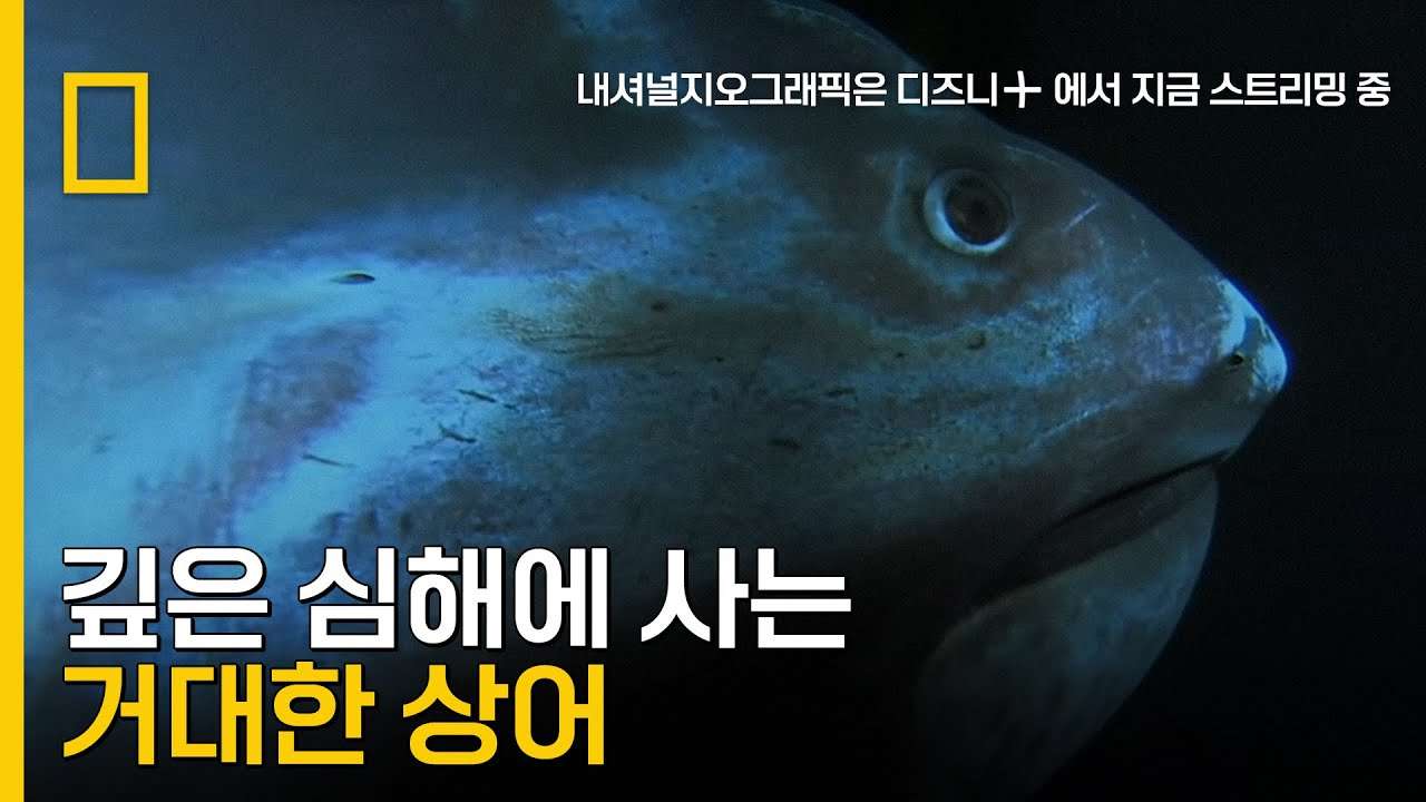 youtube-thumbnail