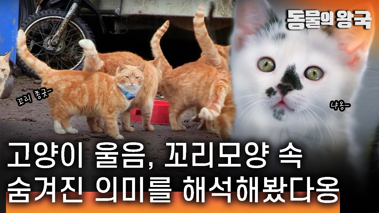 youtube-thumbnail