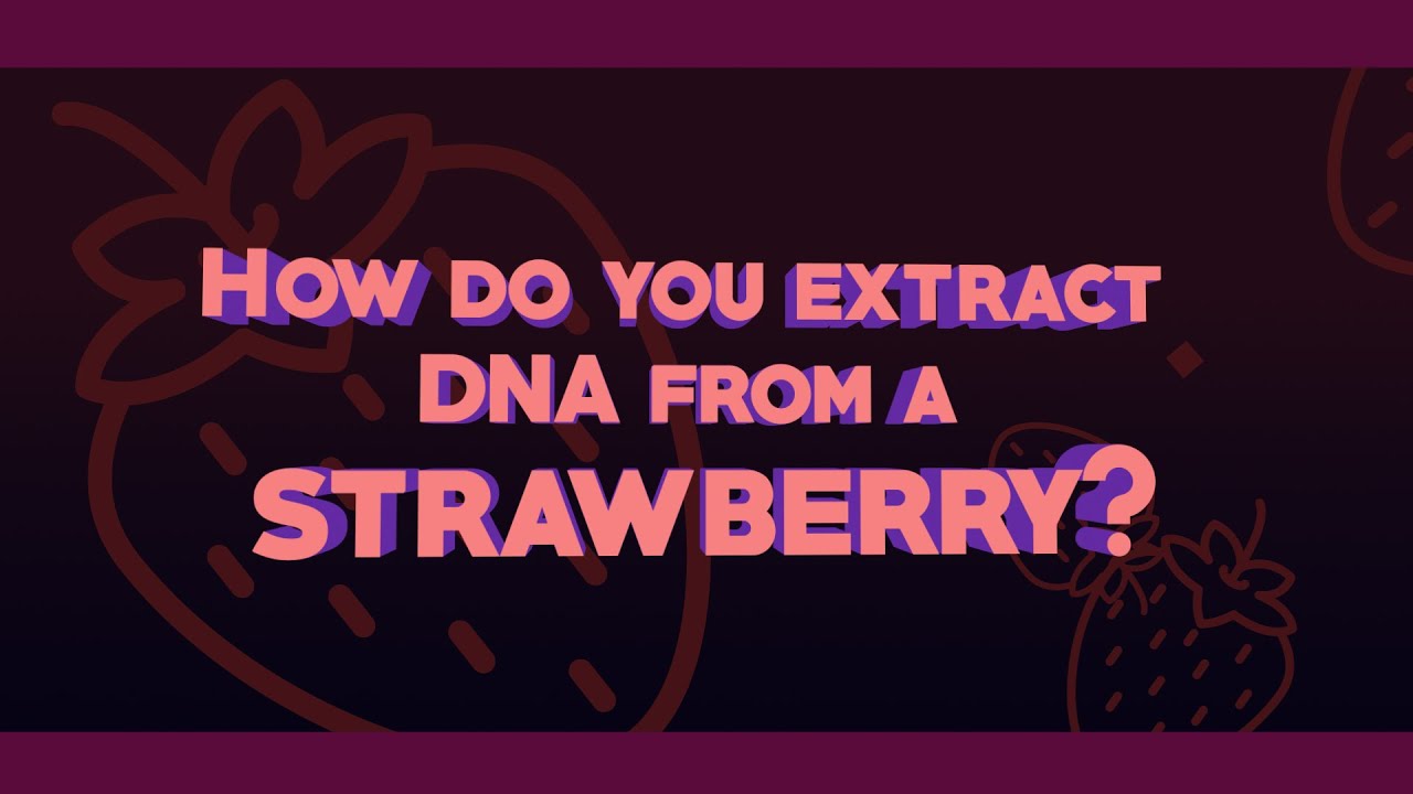 Extracting Strawberry DNA Kitchen Science Experiment