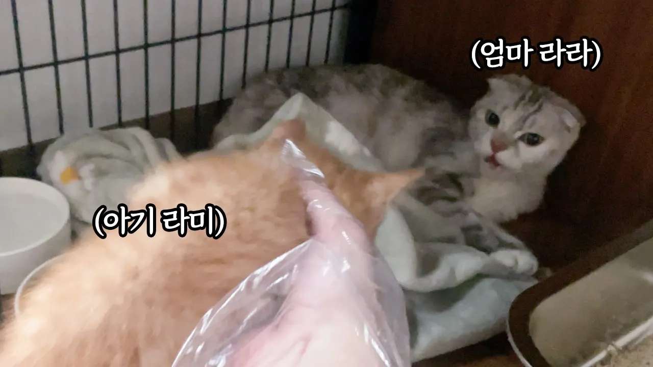 youtube-thumbnail